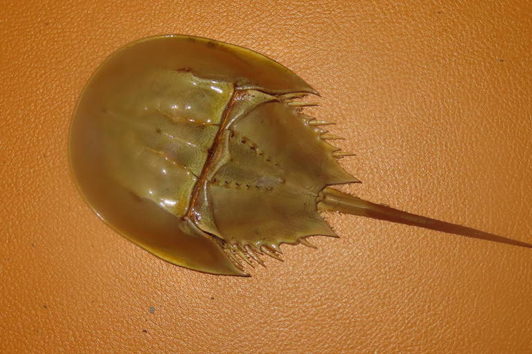 HORSESHOE CRAB EXO SKELETON 10" (0293) on Jun 26, 2022 Heartland