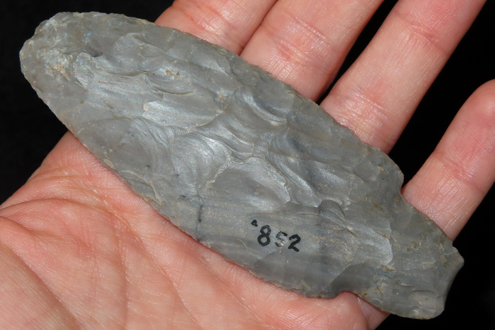 2 7/8" Turkey Tail found in Michigan EX. Sam Wasion Collection Authentic Native American  Artifact (1 of 6)