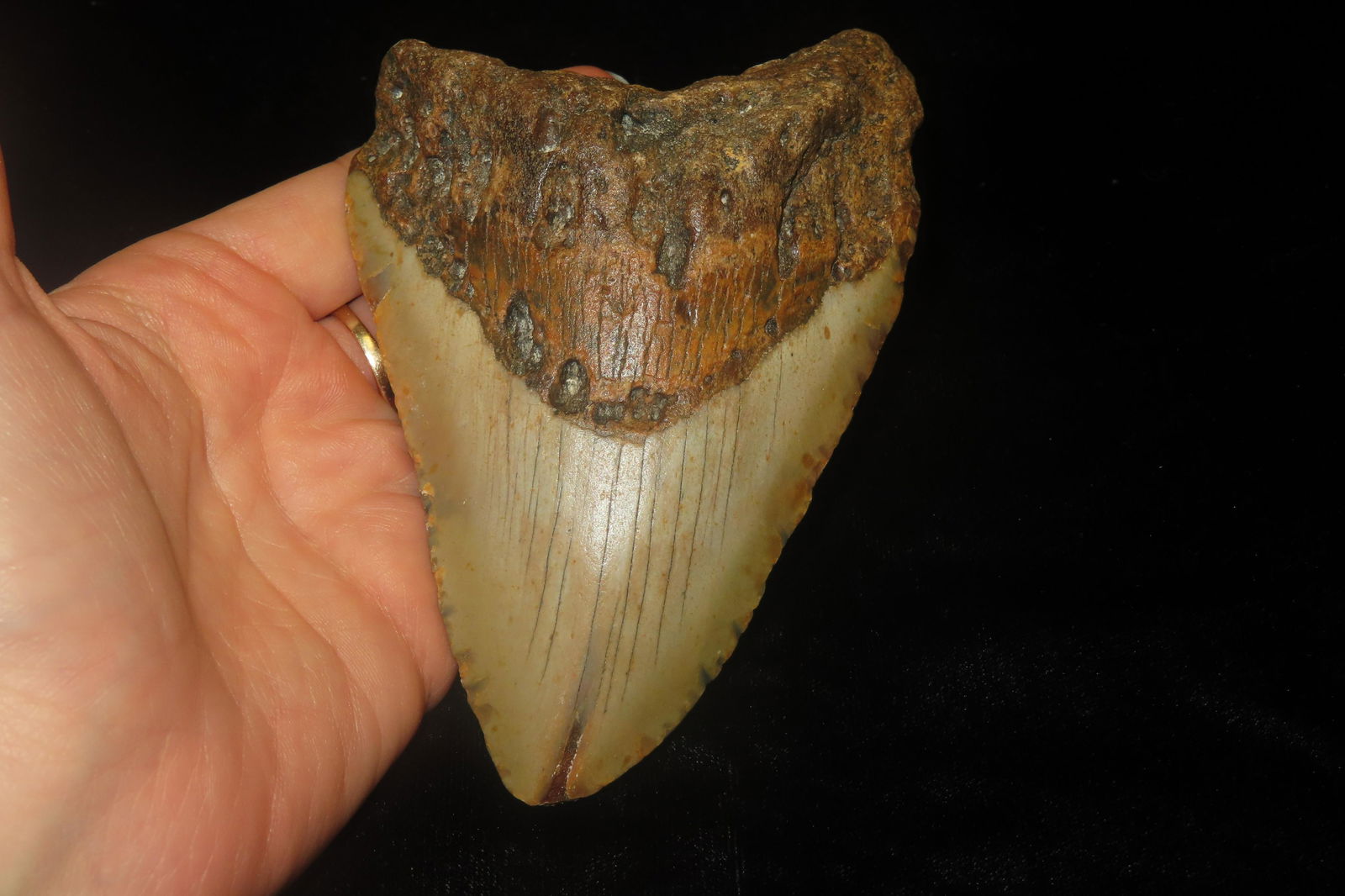 HUGE MEGALODON SHARK TOOTH FOSSIL FOUND OFF THE COAST OF THE CAROLINAS: HUGE MEGALODON SHARK TOOTH FOSSIL FOUND OFF THE COAST OF THE CAROLINAS