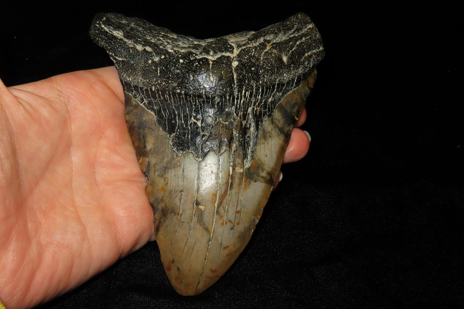 HUGE MEGALODON SHARK TOOTH FOSSIL FOUND OFF THE COAST OF THE CAROLINAS: HUGE MEGALODON SHARK TOOTH FOSSIL FOUND OFF THE COAST OF THE CAROLINAS