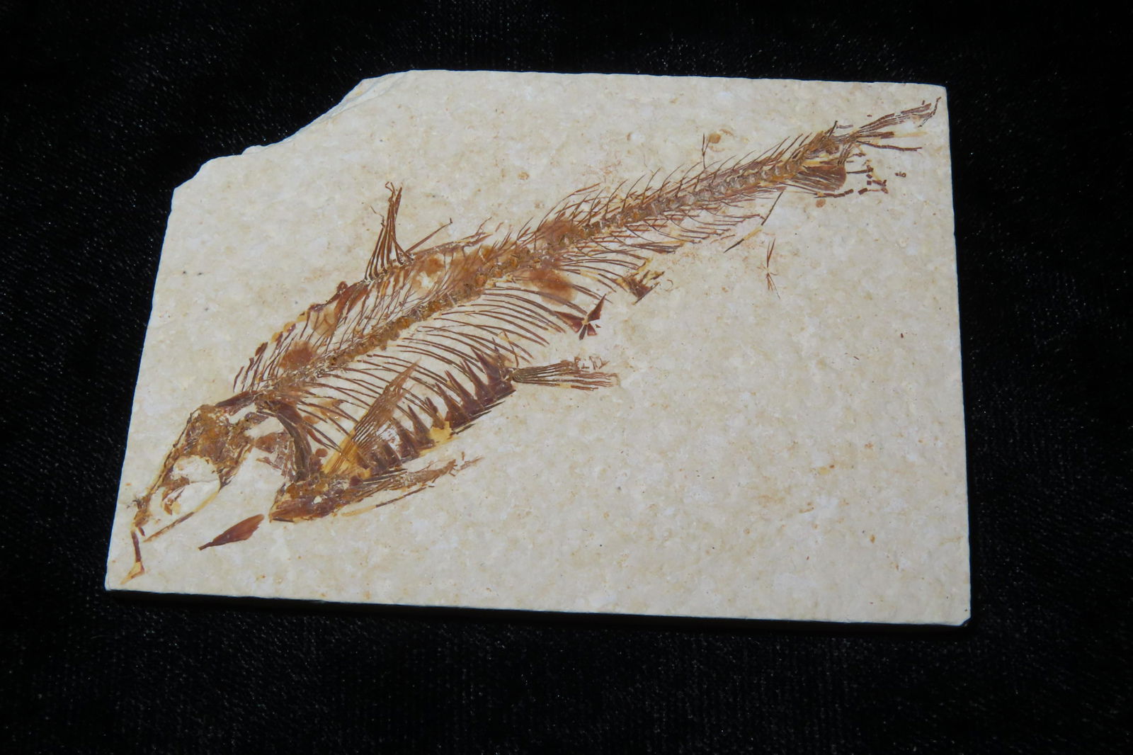 3" Fish Fossil Plate (1 of 4)