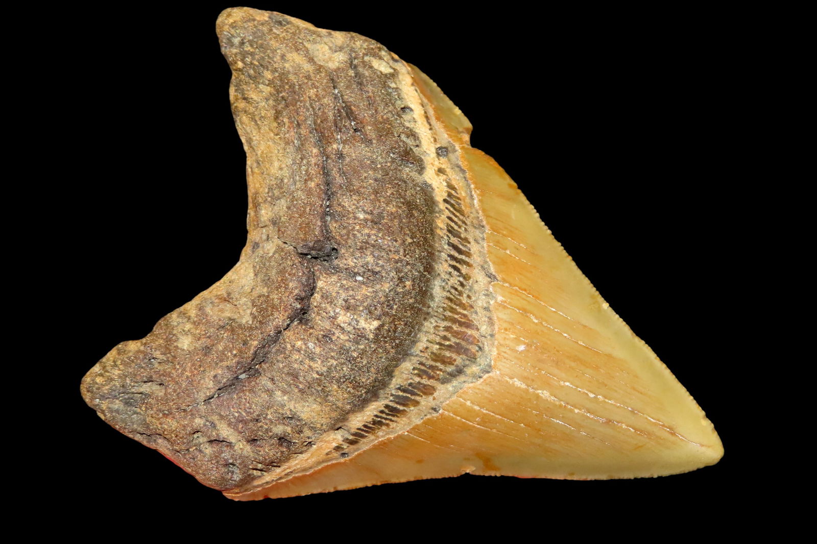 4 1/4" Megladon Shark's Tooth out of the Jim Millard Collection, South East Iowa / North East: 4 1/4" Megladon Shark's Tooth out of the Jim Millard Collection, South East Iowa / North East Missouri