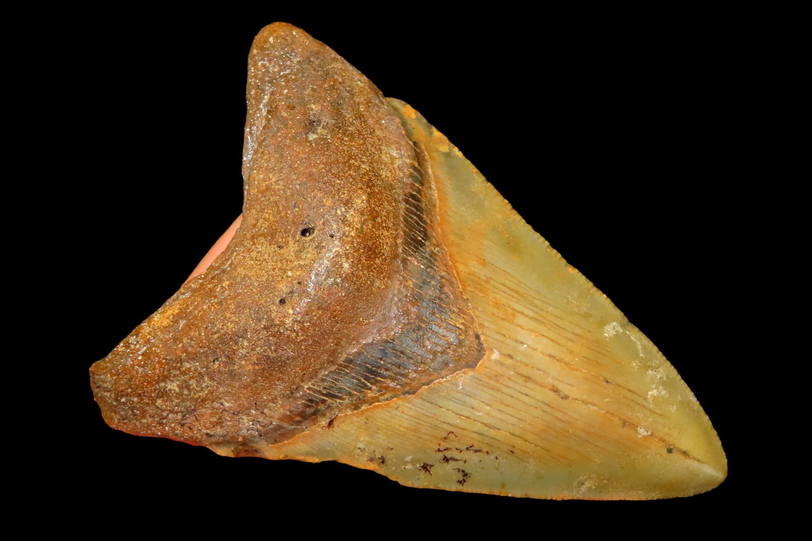 3 5/8" Megladon Shark's Tooth out of the Jim Millard Collection, South East Iowa / North East: 3 5/8" Megladon Shark's Tooth out of the Jim Millard Collection, South East Iowa / North East Missouri