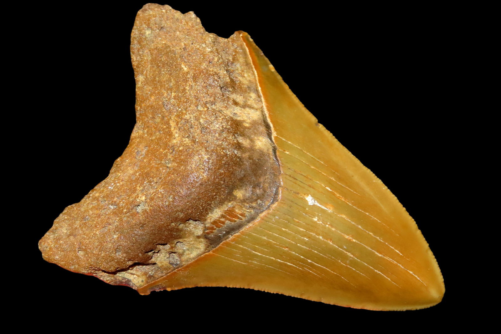 4" Megladon Shark's Tooth out of the Jim Millard Collection, South East Iowa / North East Missouri: 4" Megladon Shark's Tooth out of the Jim Millard Collection, South East Iowa / North East Missouri