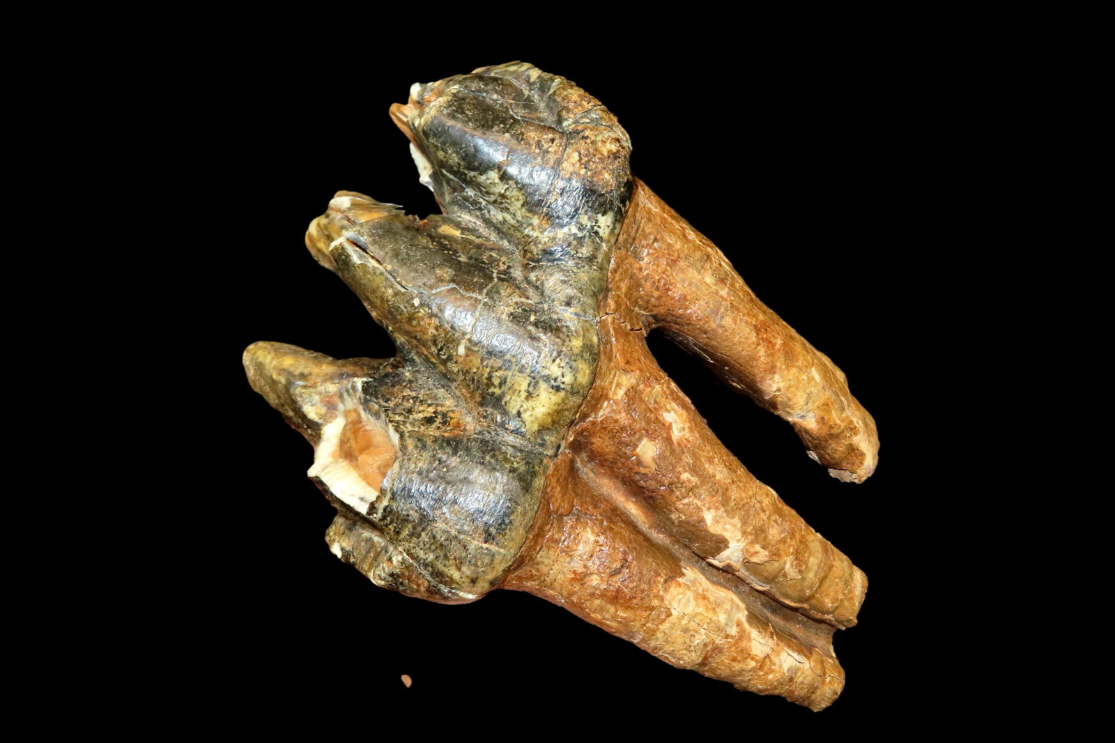 Mastodon Molar Tooth out of the Jim Millard Collection, South East Iowa / North East Missouri: Mastodon Molar Tooth out of the Jim Millard Collection, South East Iowa / North East Missouri