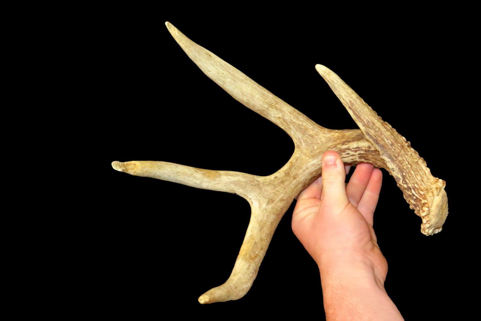 4 Point Wild Whitetail Deer Shed out of the Jim Millard Collection, South East Iowa / North East (1 of 5)