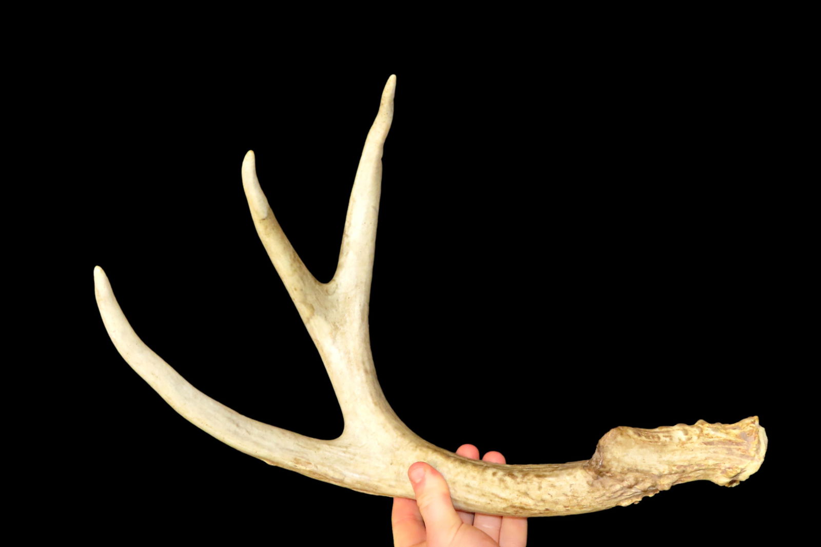3 Point Wild Whitetail Deer Shed out of the Jim Millard Collection, South East Iowa / North East (1 of 6)