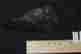 item-131896456=6