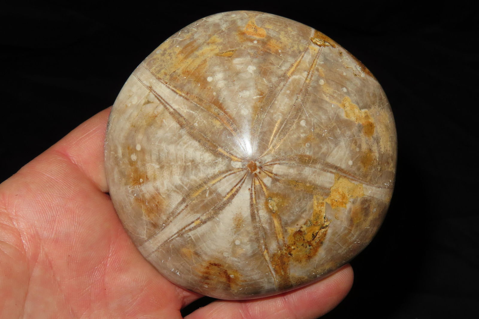 Fossil Sand Dollar or Crustation, Africa: Fossil Sand Dollar or Crustation, Africa