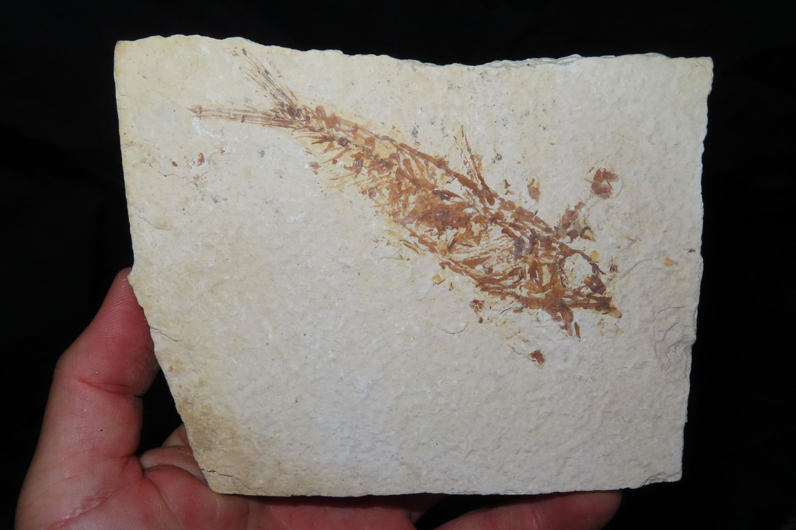 Super Fish Fossil, Green River Wyoming, 5.3/4": Super Fish Fossil, Green River Wyoming, 5.3/4"