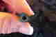 item-131058246=2