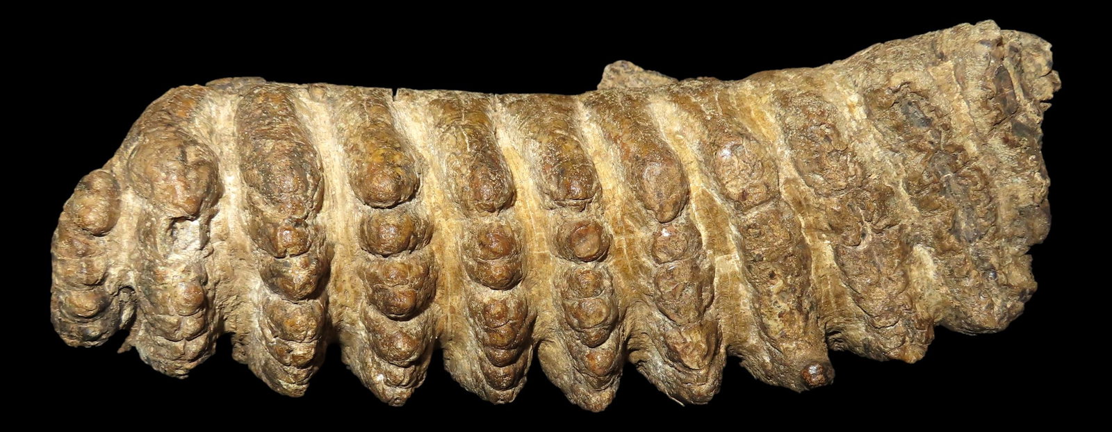 9" MASTADON TOOTH FOSSIL: 9" MASTADON TOOTH FOSSIL