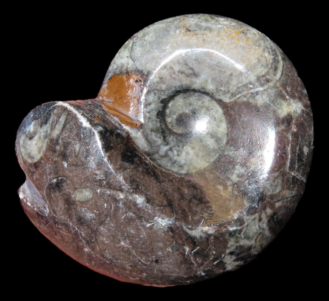 2 1/2" x 3" Ammonite Fossil. (1 of 3)