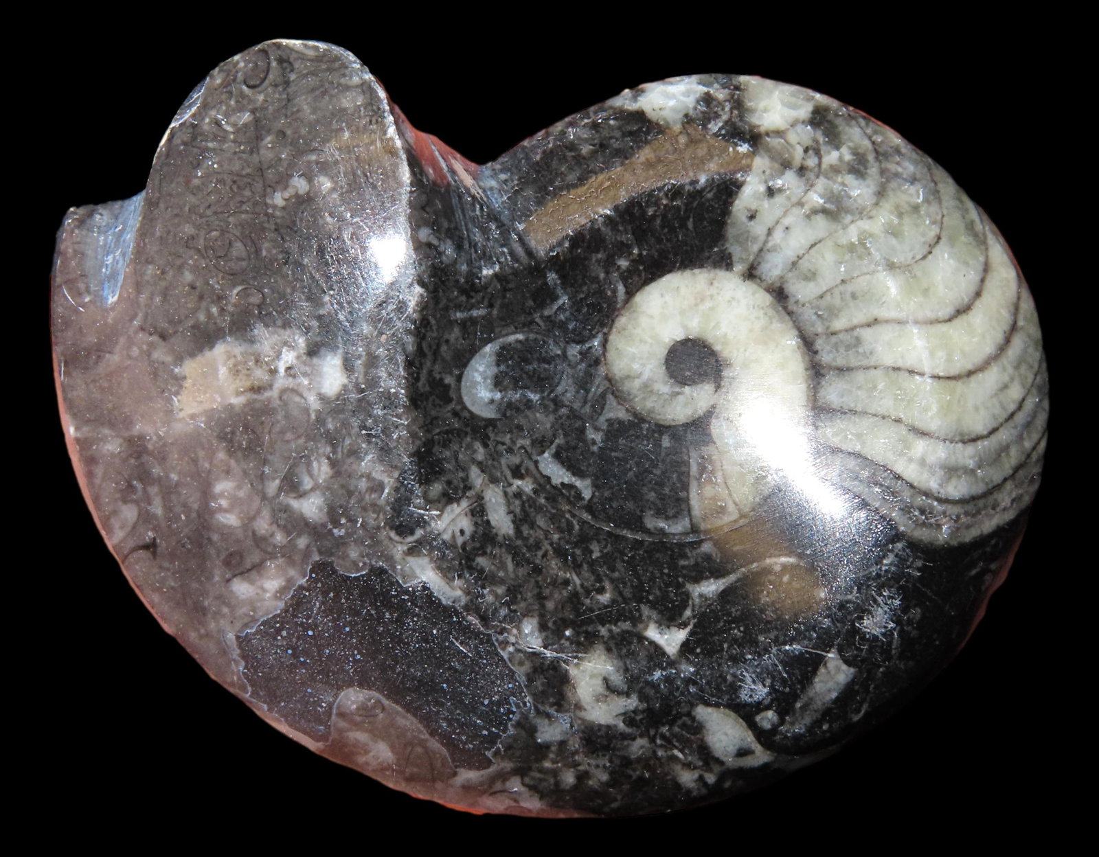2 1/2 x 2 3/4" Ammonite Fossil.: 2 1/2 x 2 3/4" Ammonite Fossil.