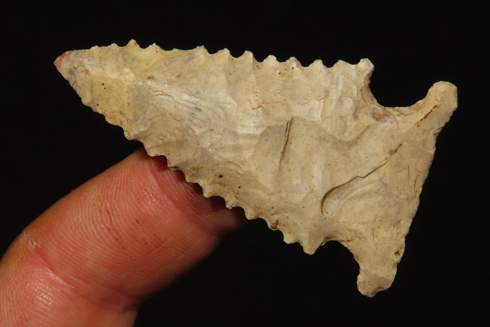 2 1/2" Heavily Serated Pinetree Robertson CO, TN. from a private collection out of St. Louis, (1 of 7)