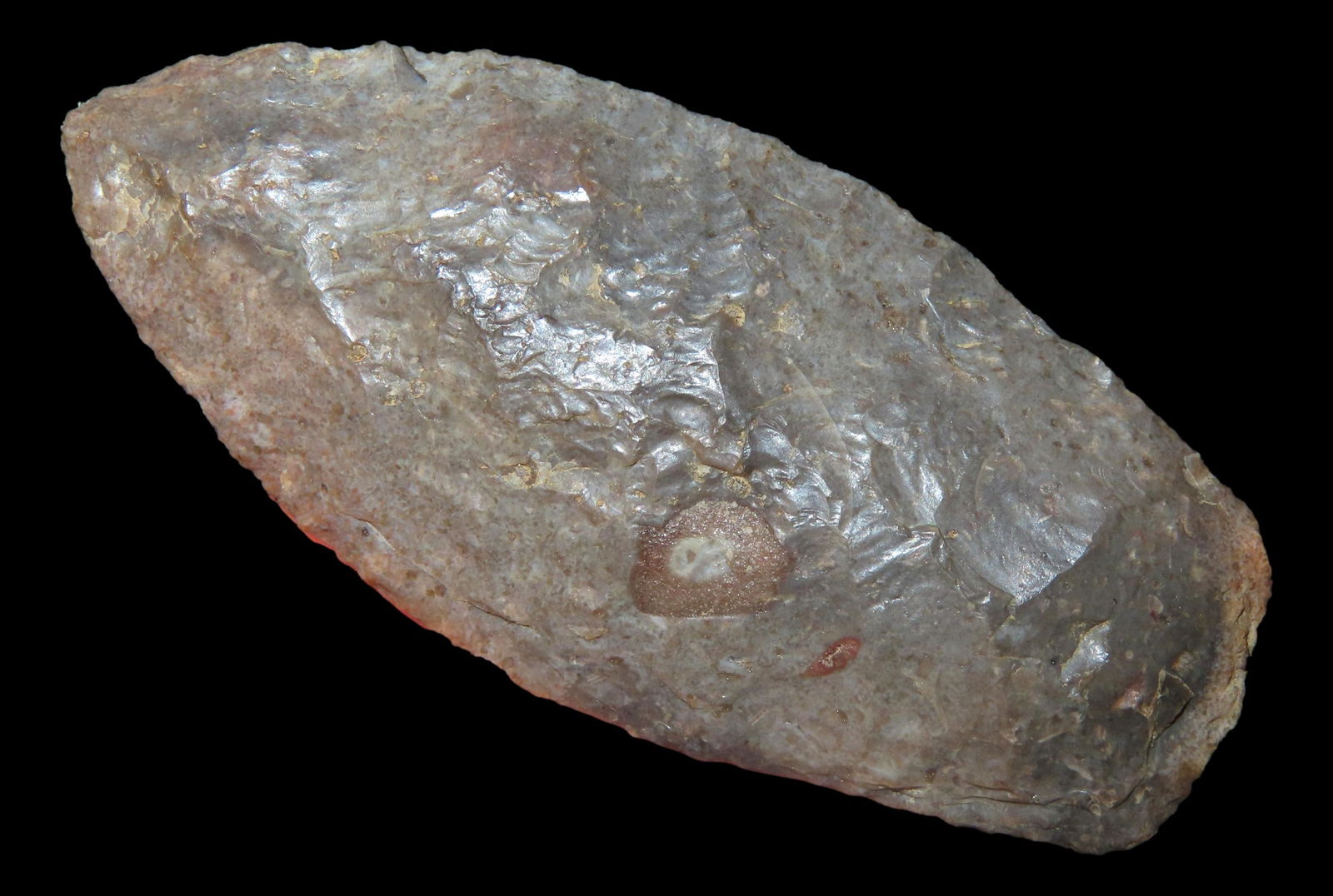 2 5/8" x 1 1/8" Angostura. Motley COA. Sullivan County Missouri. Creek Stained Burlington Chert. (1 of 8)