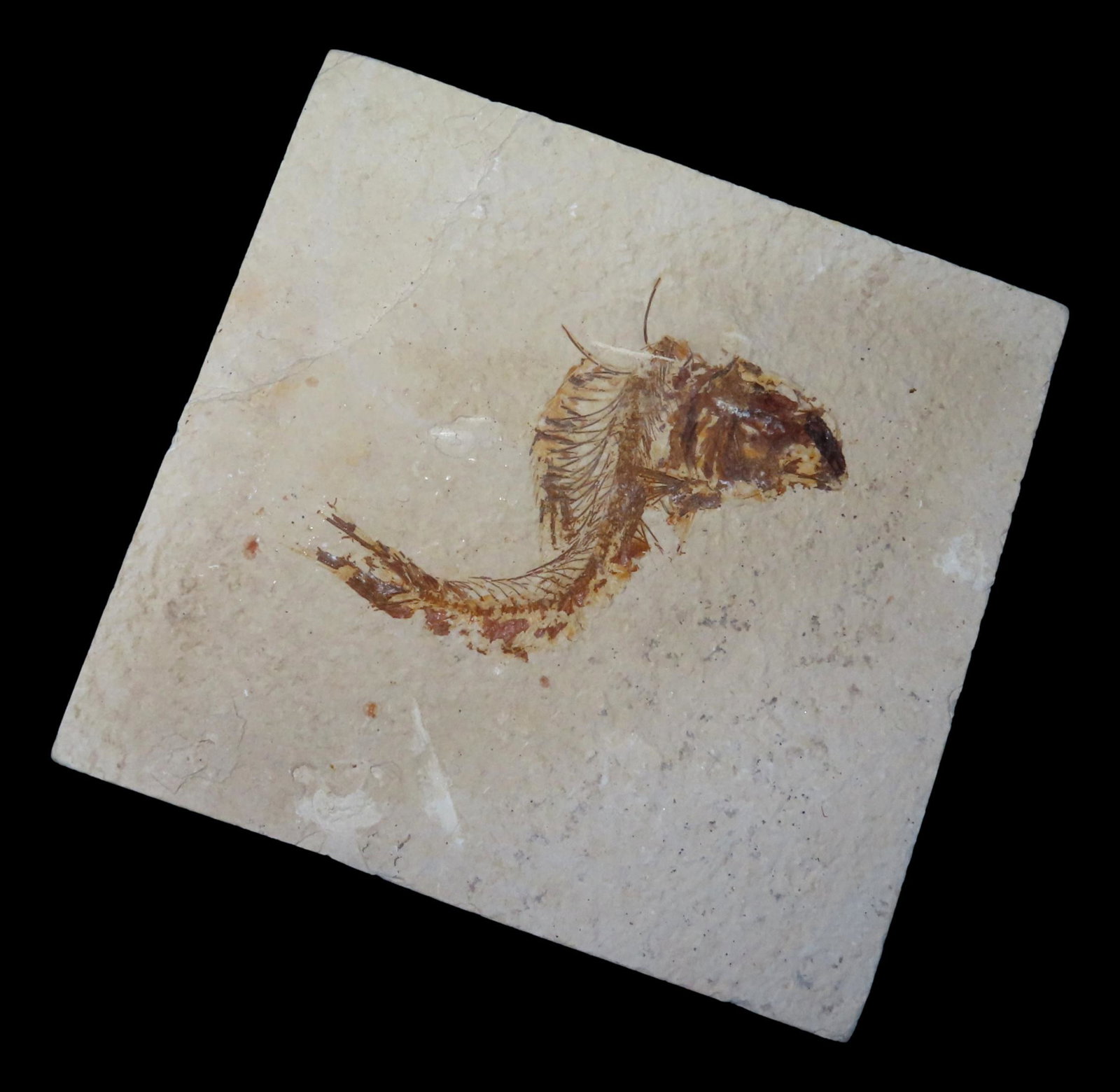 5 1/4" Fish Fossil found in Green River, WY (1 of 4)
