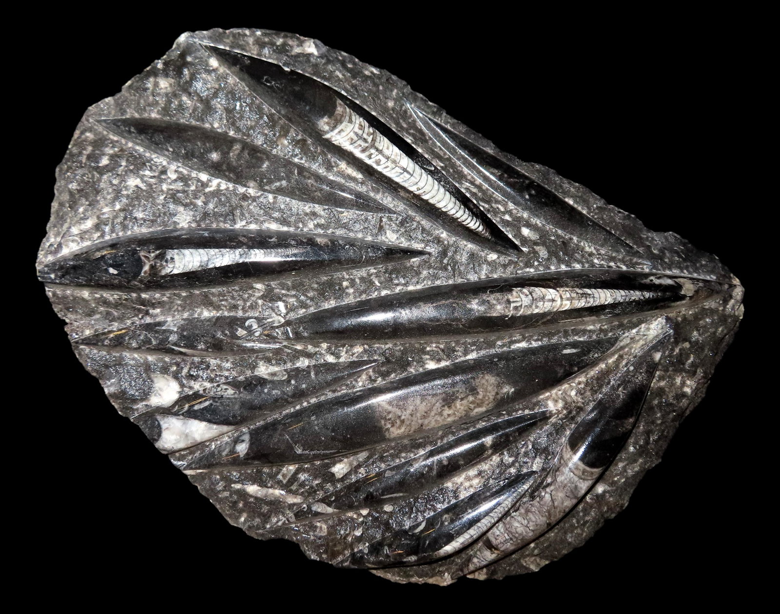 12 1/2" Amonite Fossil Plate.: 12 1/2" Amonite Fossil Plate.