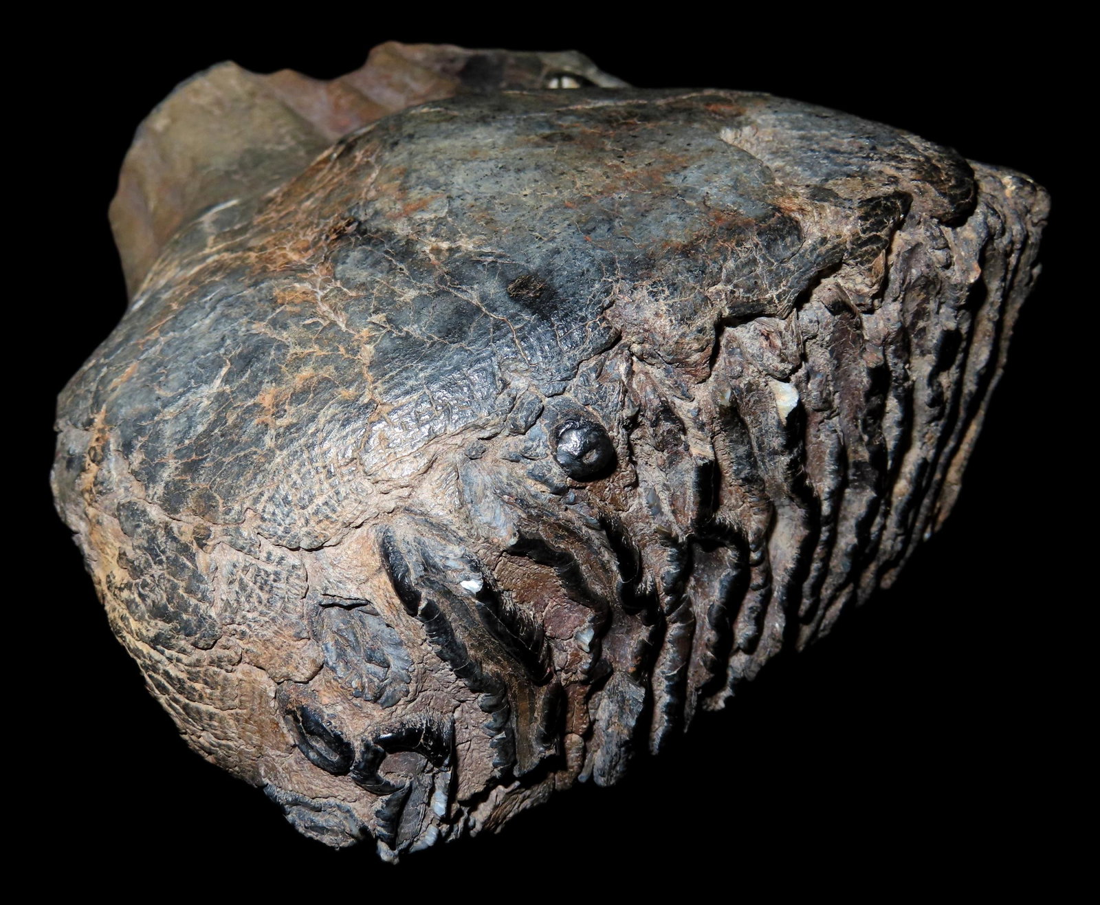 6 3/8" Wooly Manmouth Tooth Fossil. Steve McCabe collection.: 6 3/8" Wooly Manmouth Tooth Fossil. Steve McCabe collection.