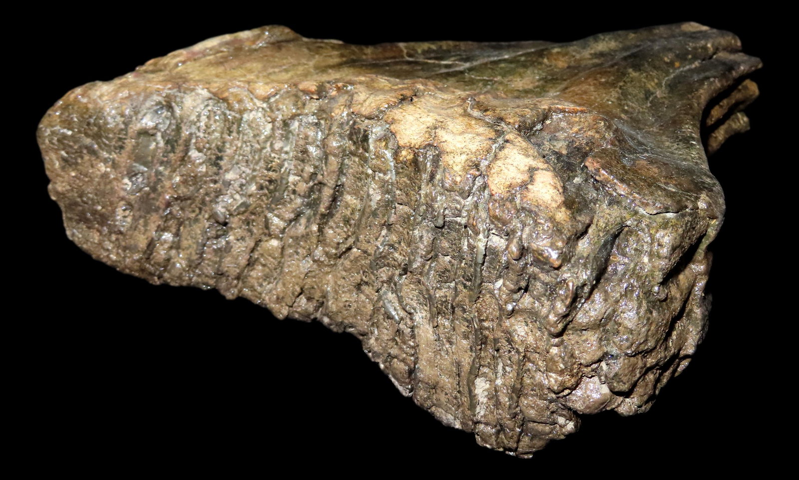 6 1/2" Wooly Manmouth Tooth Fossil. Steve McCabe Collection.: 6 1/2" Wooly Manmouth Tooth Fossil. Steve McCabe Collection.