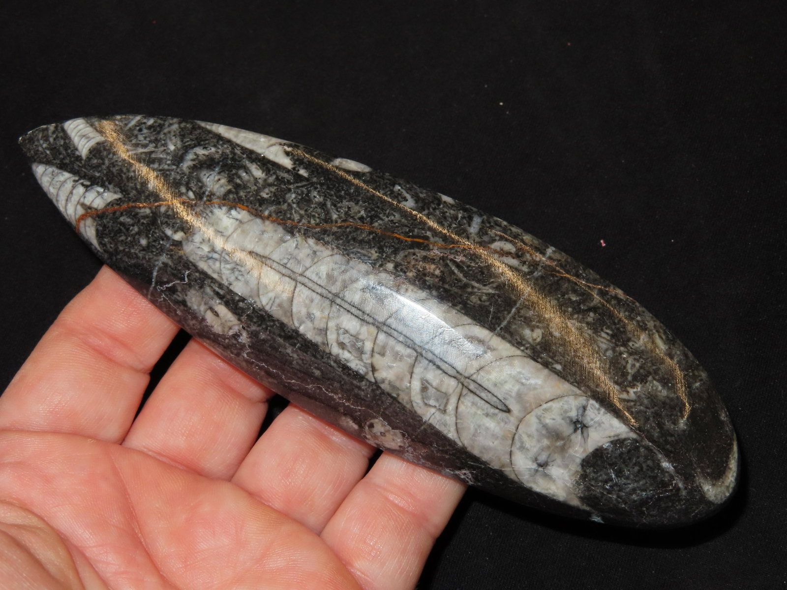 Orthoceras Fossil Stone: Orthoceras Fossil Stone
