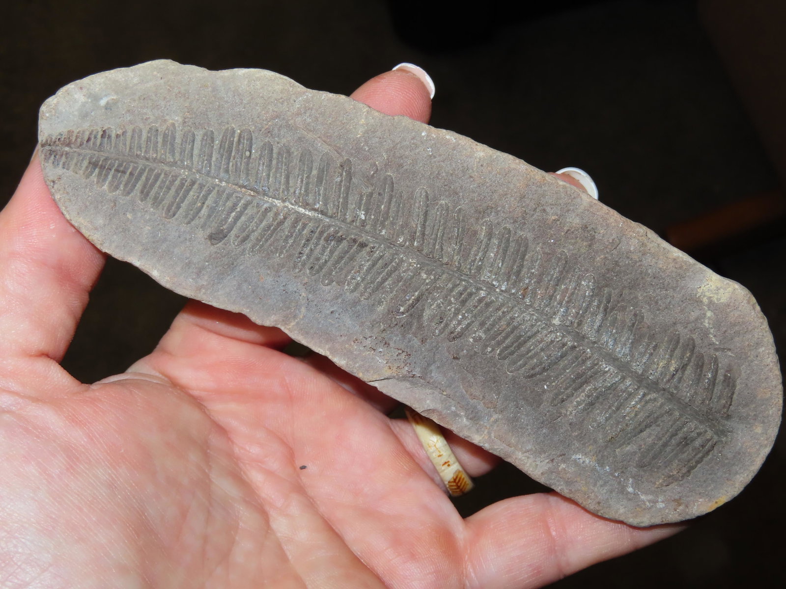 5 7/8" Mazon Creek Fern Fossil North Central Illinois: 5 7/8" Mazon Creek Fern Fossil North Central Illinois