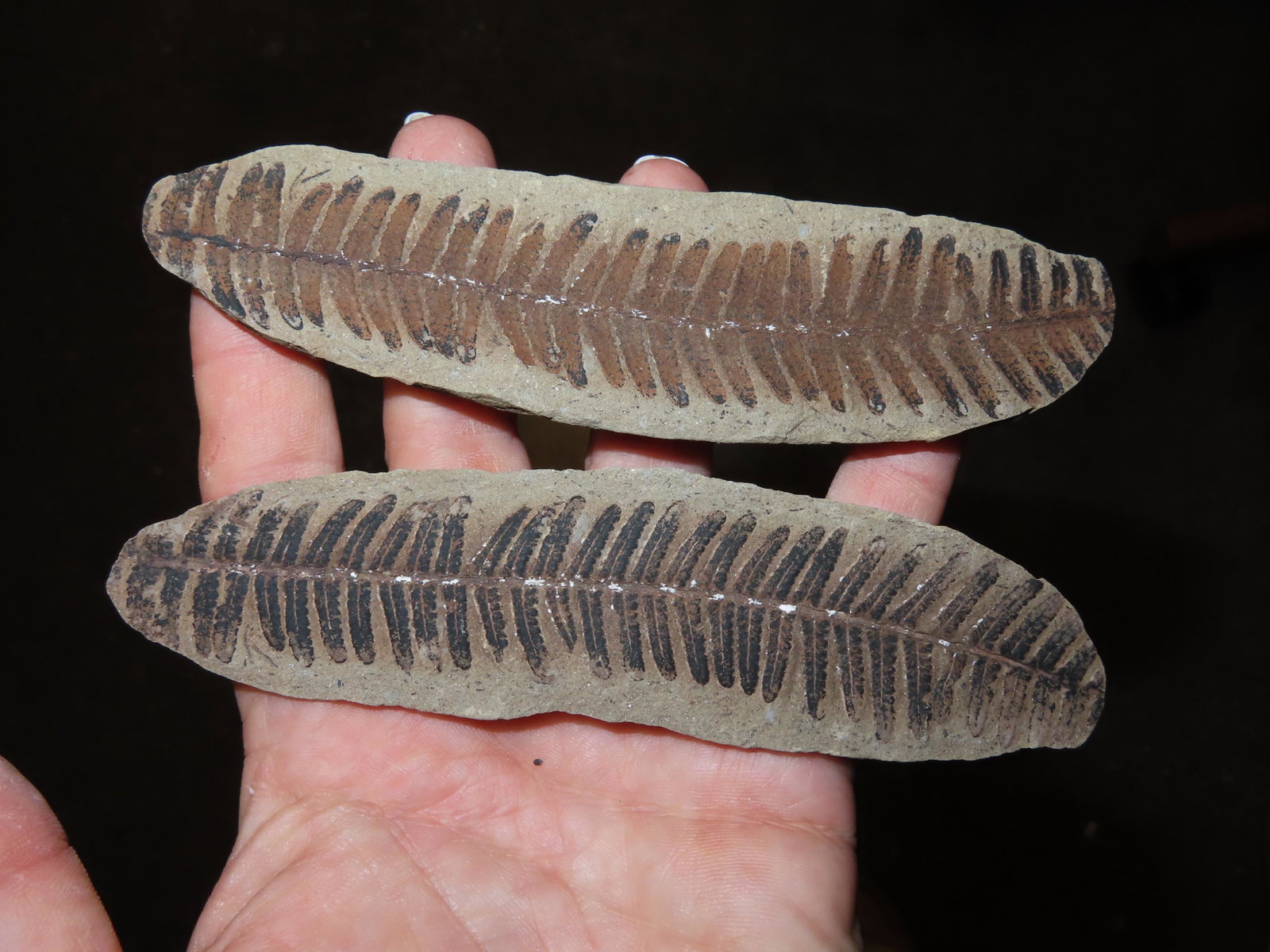 5 1/8" pecopteris oreopterida Mazon Creek Fern Fossil Illinois: 5 1/8" pecopteris oreopterida Mazon Creek Fern Fossil Illinois