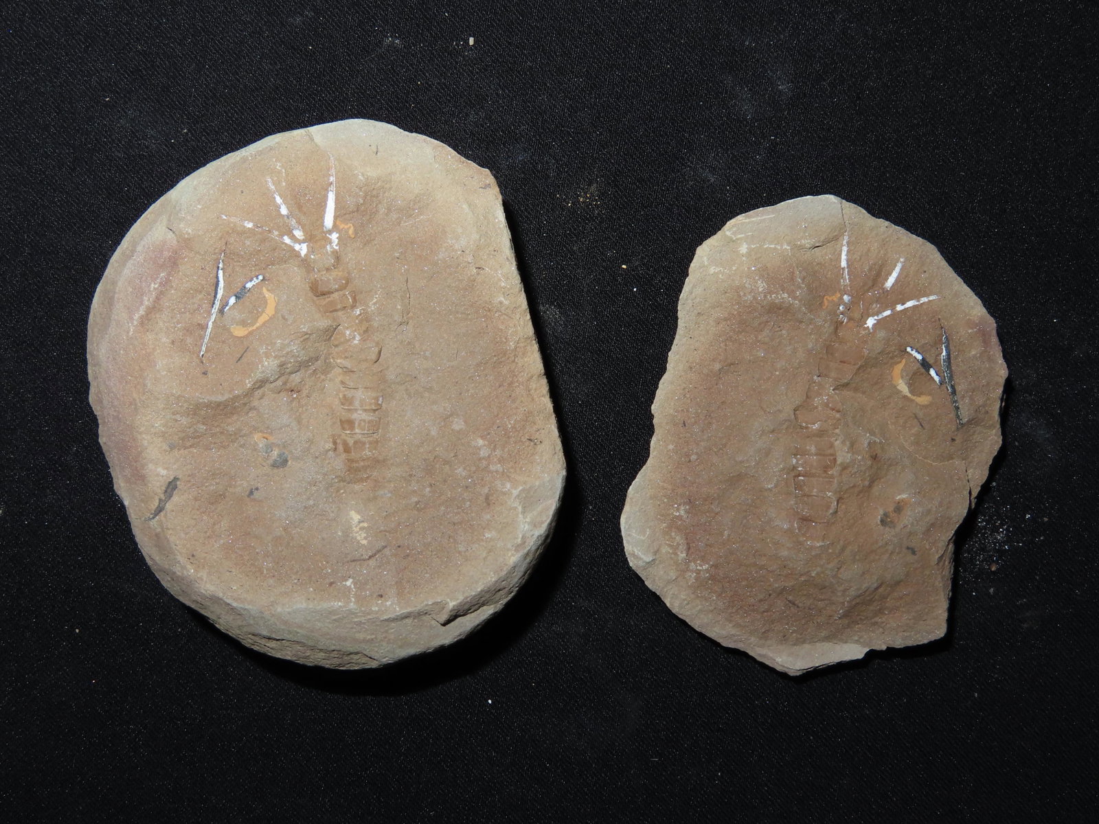 2 7/8" Mazon Creek Fossil Acanthotelson Stimpsoni Illinois: 2 7/8" Mazon Creek Fossil Acanthotelson Stimpsoni Illinois