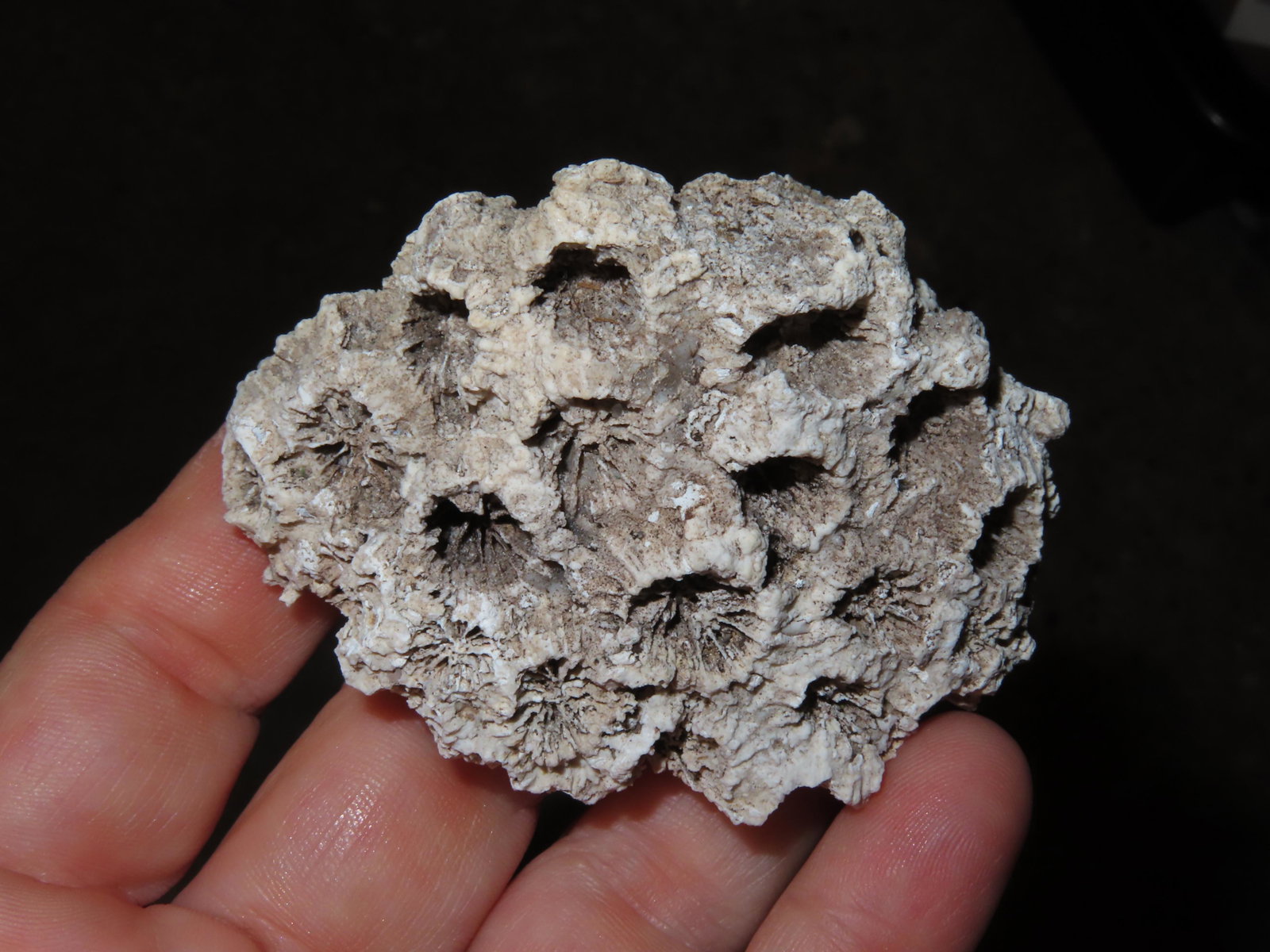 2 7/8" Fossilized Coral Tampa Bay Florida (1 of 3)