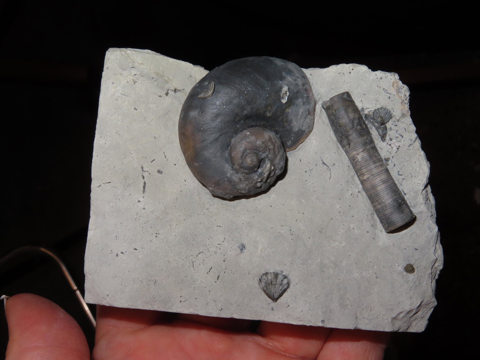 3 3/4" by 2 7/8" Gastropod Platystoma- Waldron Indiana - Snail Fossil: 3 3/4" by 2 7/8" Gastropod Platystoma- Waldron Indiana - Snail Fossil