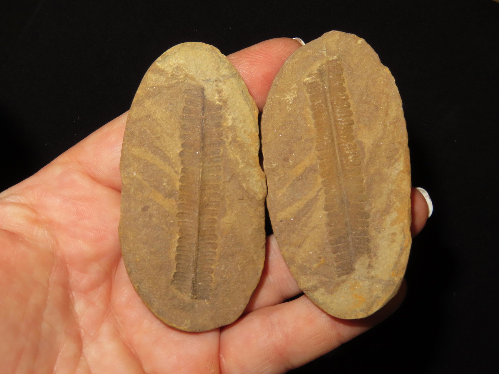2 7/8" Fern fossil Mazon Creek, IL: 2 7/8" Fern fossil Mazon Creek, IL
