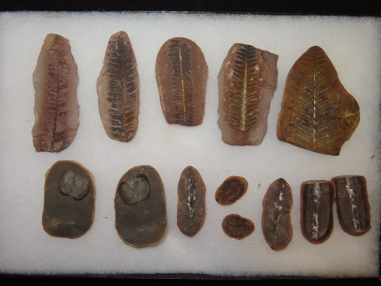 13 Piece Mazon Creek fossil lot in 8.5x12" Riker: 13 Piece Mazon Creek fossil lot in 8.5x12" Riker
