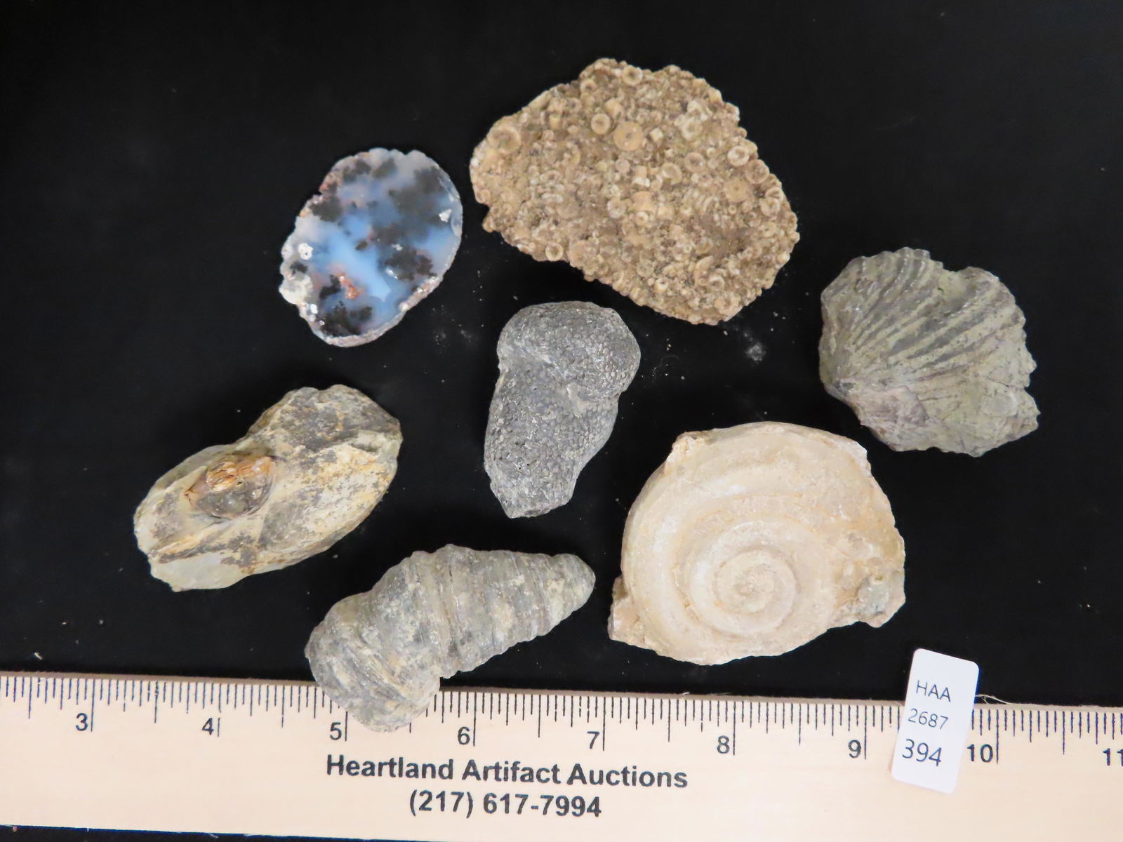 Lot of Misc Fossils (1 of 1)