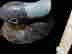 item-137010849=2