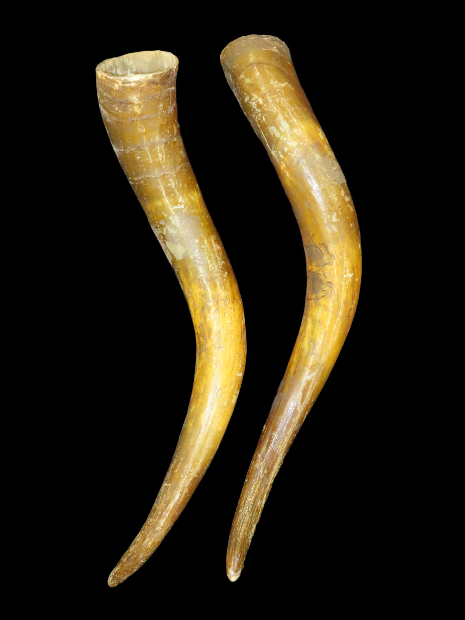 Set of Antique Longhorn Steer Horns 21" (1 of 4)