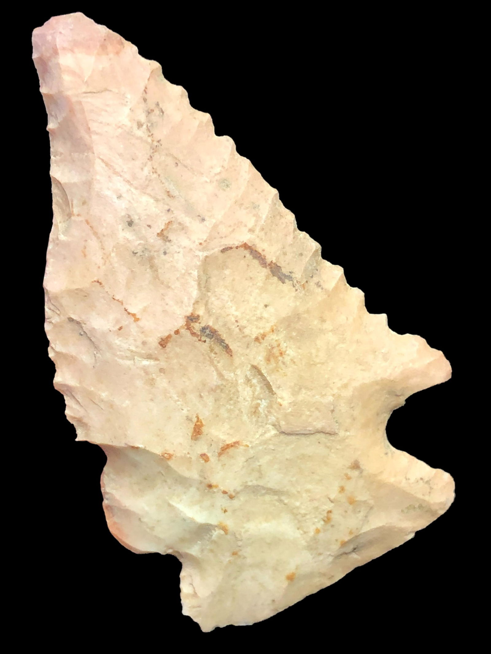 2 1/8" Pine Tree- Lauderdale Co Tennessee (1 of 8)