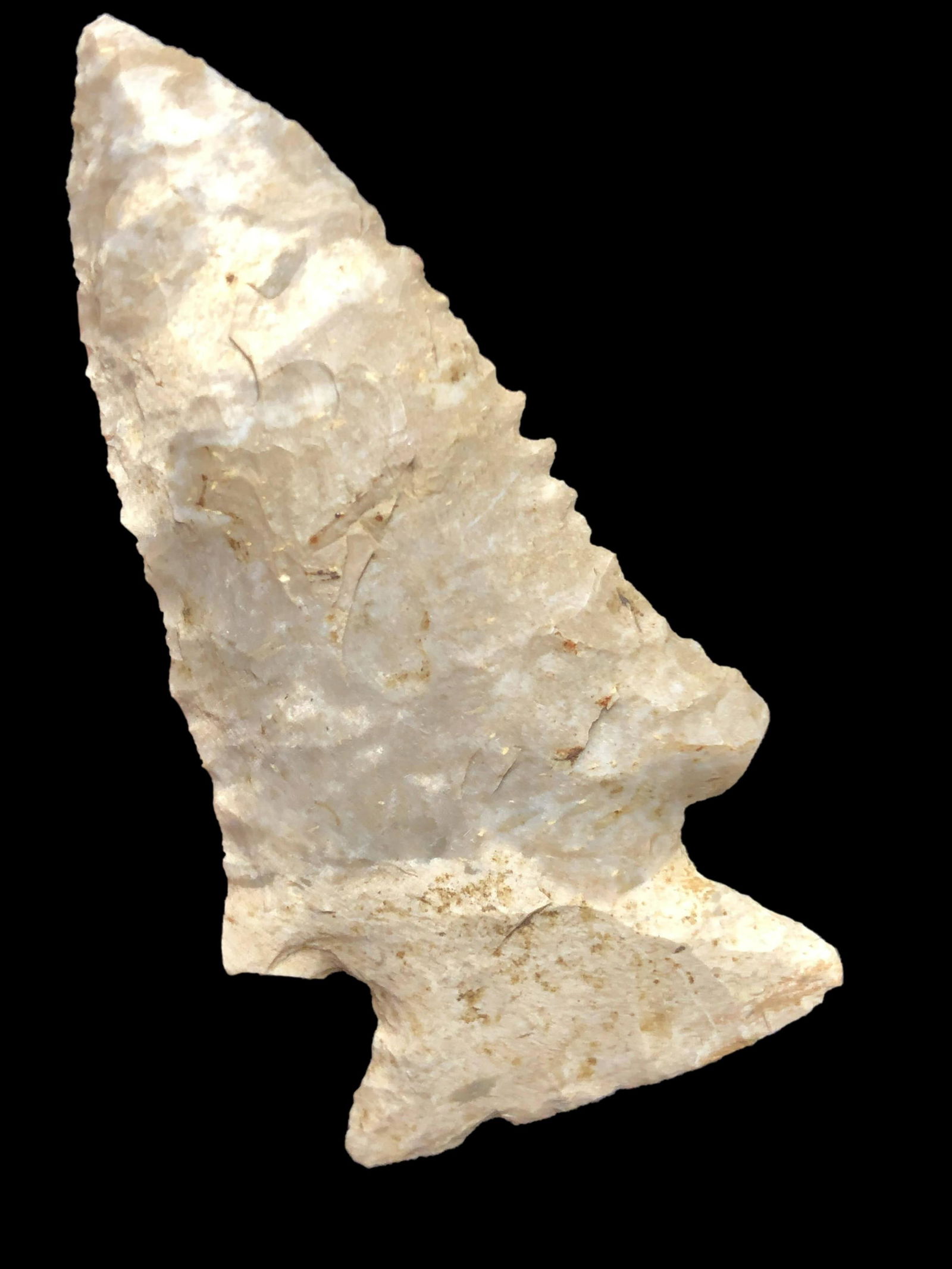 2 1/8" Pine Tree, Spencer Co, KY (1 of 6)