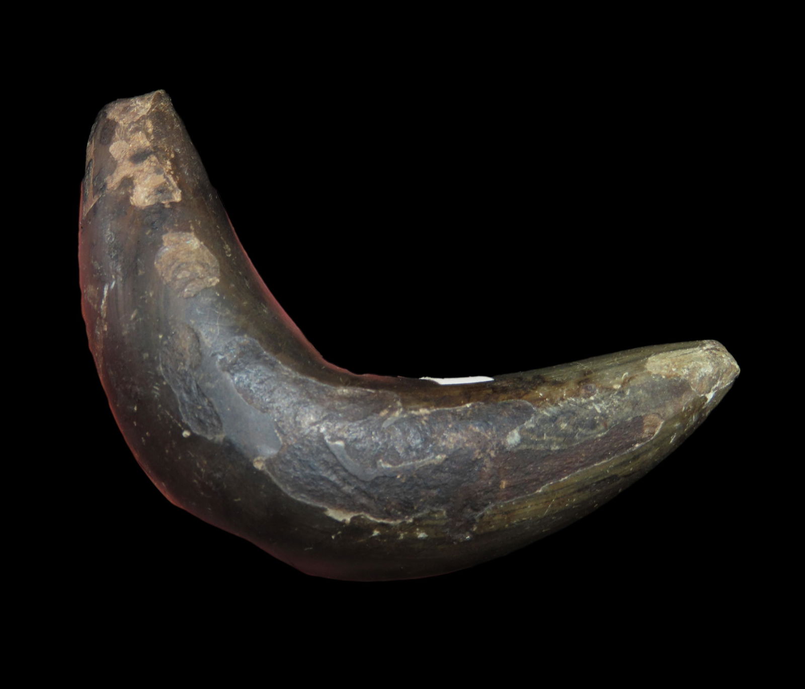 3 1/2" Ovate Bannerstone- Illinois (1 of 5)