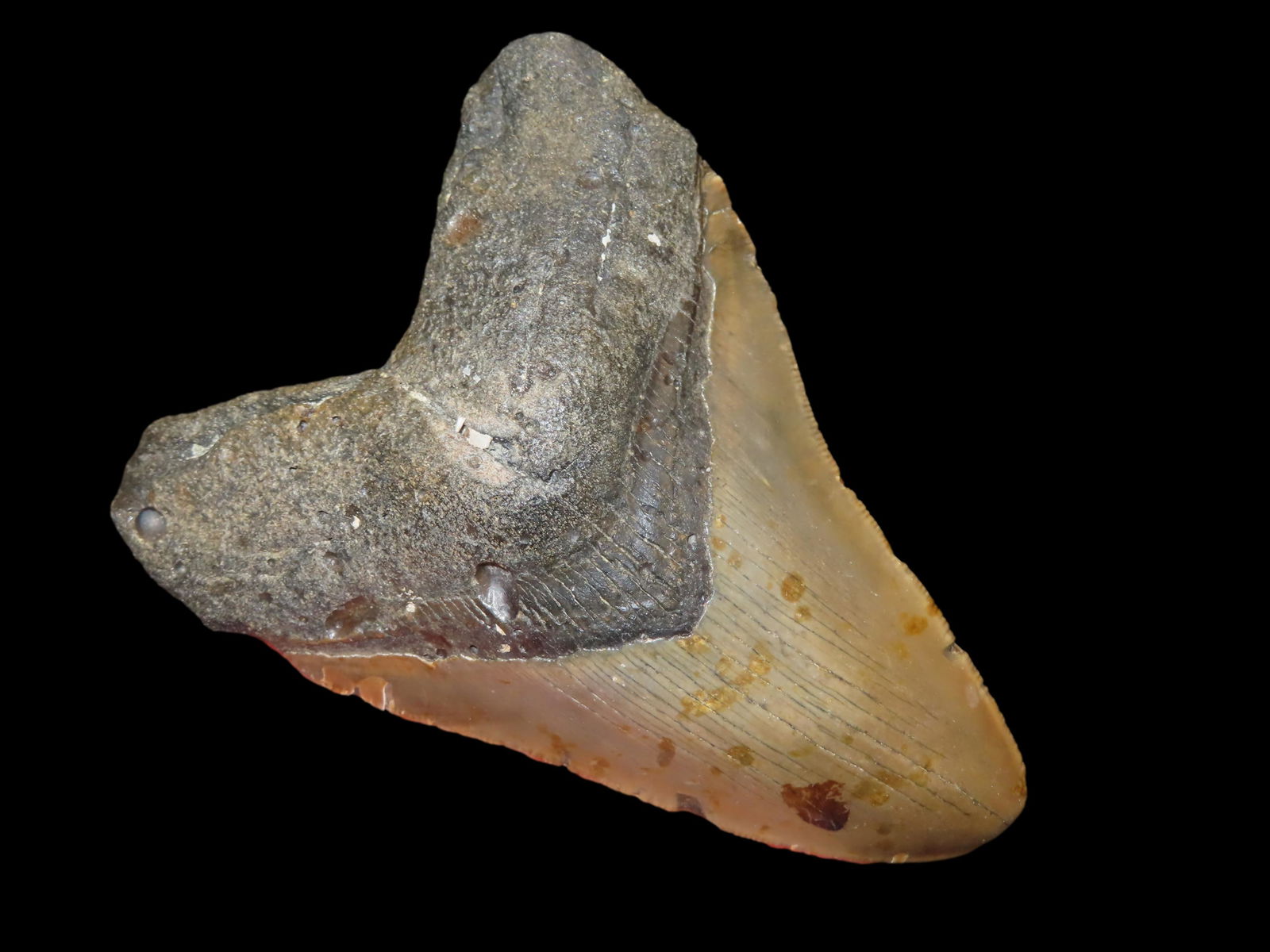 4 15/16" Fossilized Megalodon Shark Tooth found in South Carolina Mar