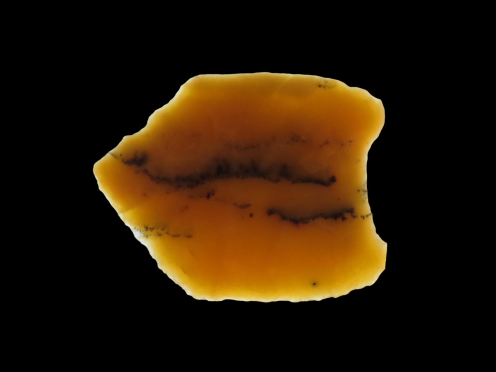 1" High Plains Midland, Hartville Uplift Chert Material, Ben Strermer COA, Found in Colorado: 1" High Plains Midland, Hartville Uplift Chert Material, Ben Strermer COA, Found in Colorado