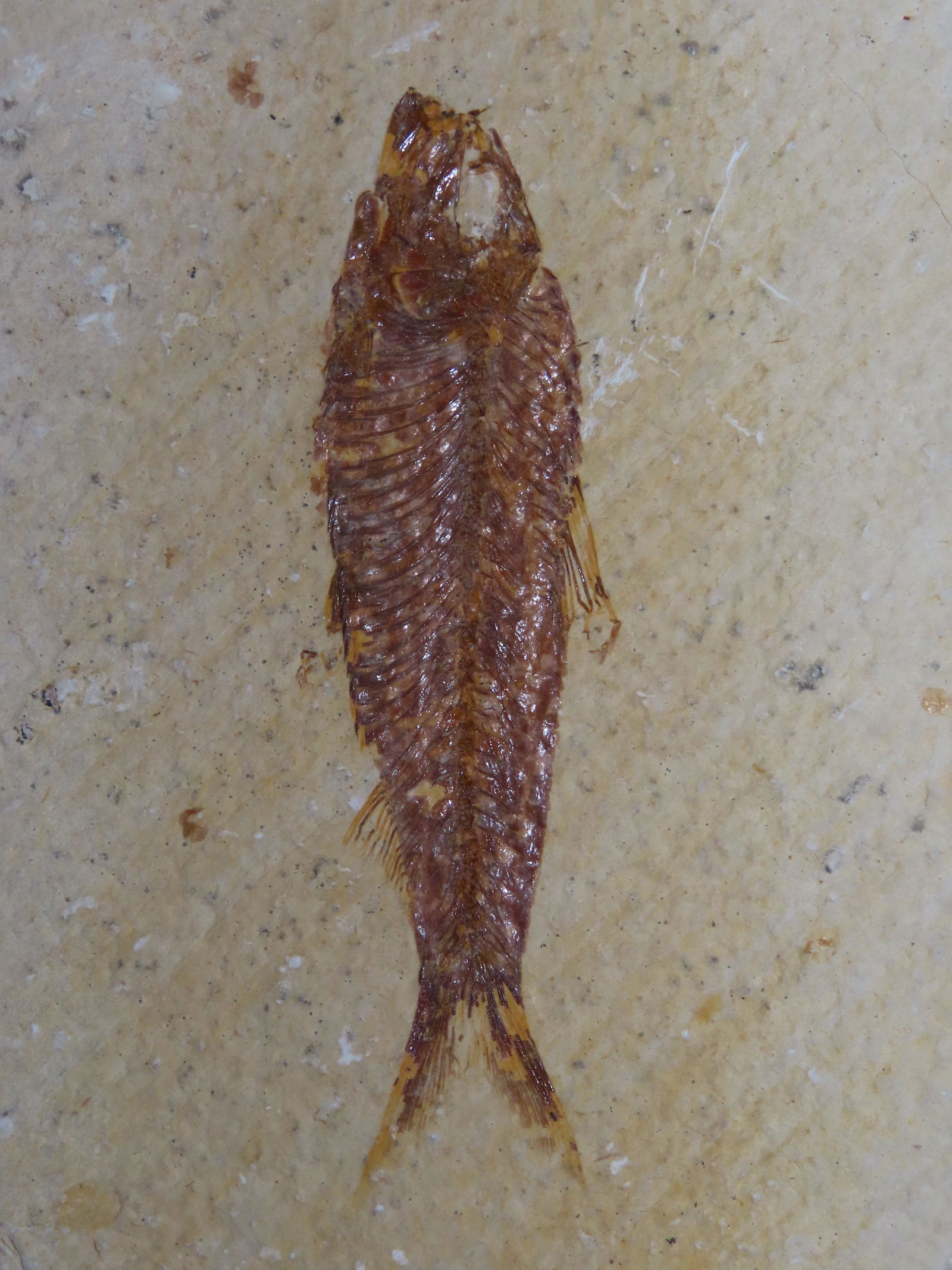 Quality Fish Fossil, Green River Wyoming. 6": Quality Fish Fossil, Green River Wyoming. 6"