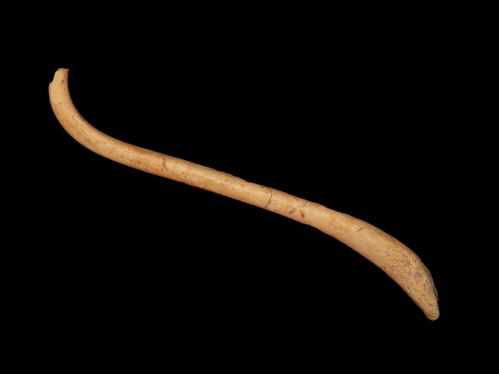 3 7/16" RARE SHAPED & POLISHED RACCOON BACCULA FOUND AT THE DUFFY SITE IN GALLATIN COUNTY ILLINOIS B: 3 7/16" RARE SHAPED & POLISHED RACCOON BACCULA FOUND AT THE DUFFY SITE IN GALLATIN COUNTY ILLINOIS BY TOM HAGGERMAN