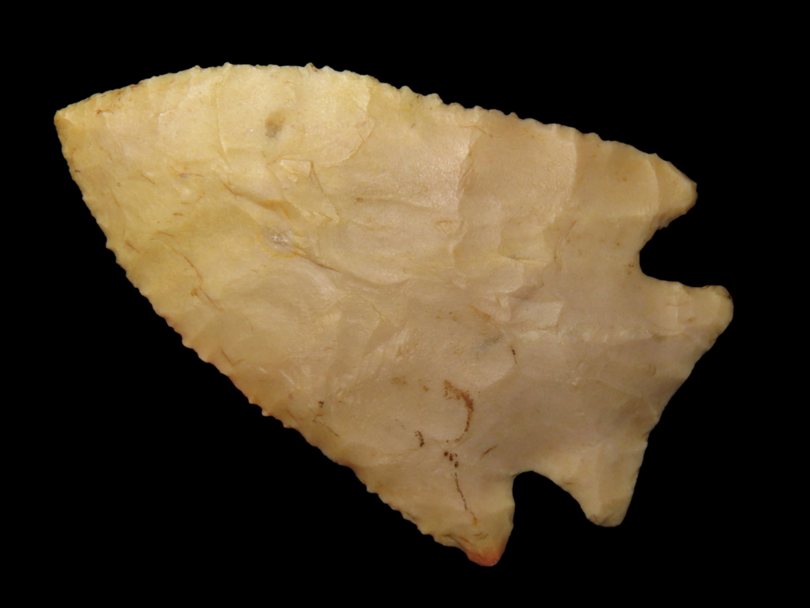 2 11/16" OUTSTANDING NEUBERGER / HARDIN, DICKEY COA, SUPER THIN AND IMPECCABLE FLAKING, MICOR SERRAT: 2 11/16" OUTSTANDING NEUBERGER / HARDIN, DICKEY COA, SUPER THIN AND IMPECCABLE FLAKING, MICOR SERRATED BLADE EDGES, GREAT EXAMPLE