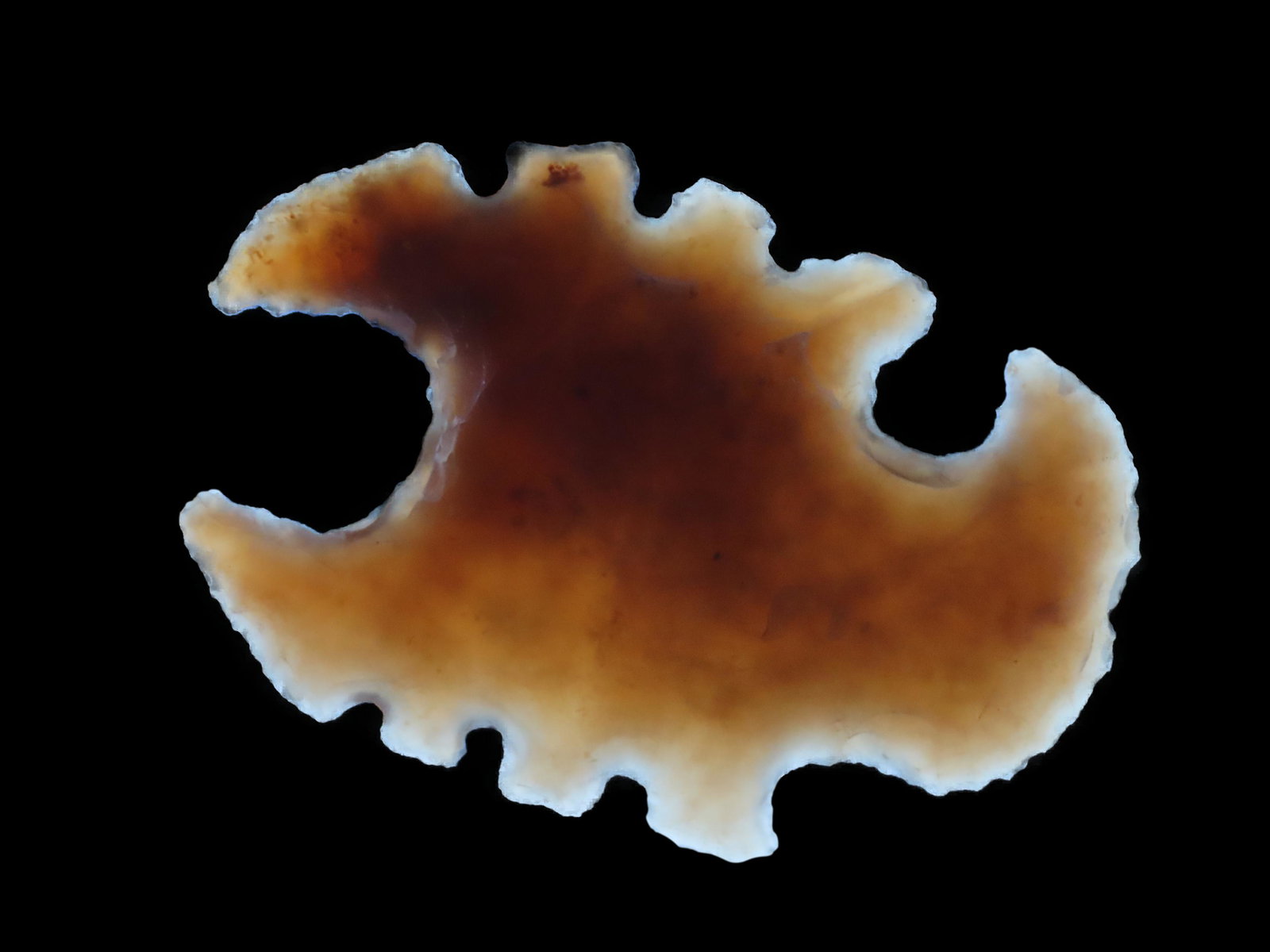 NICE MAYAN SCORPION EFFIGY FLINT ECCENTRIC FROM BELIEZE, HIGHLY TRANSLUCENT PRECOLUMBIAN ARTIFACT (1 of 6)