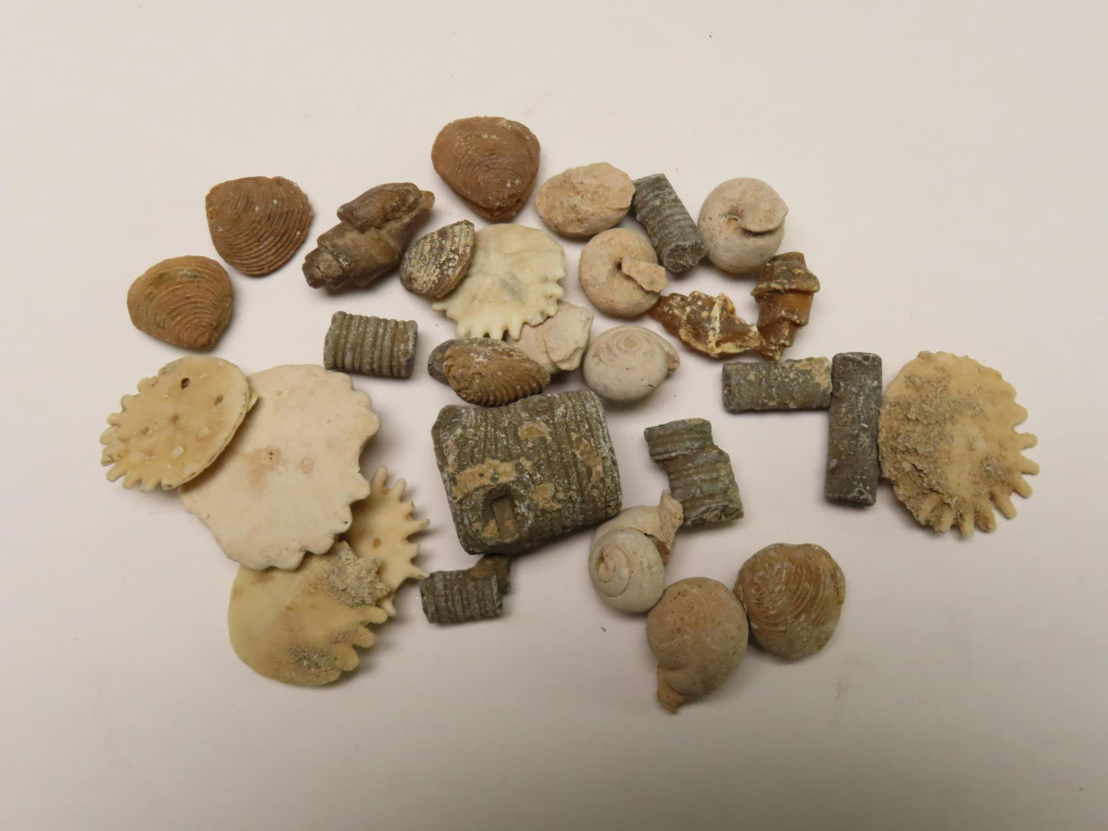 NICE LOT OF FOSSILS FROM MOROCCO, GREAT VARIETY OF TYPES, MILLIONS OF YEARS OLD: NICE LOT OF FOSSILS FROM MOROCCO, GREAT VARIETY OF TYPES, MILLIONS OF YEARS OLD