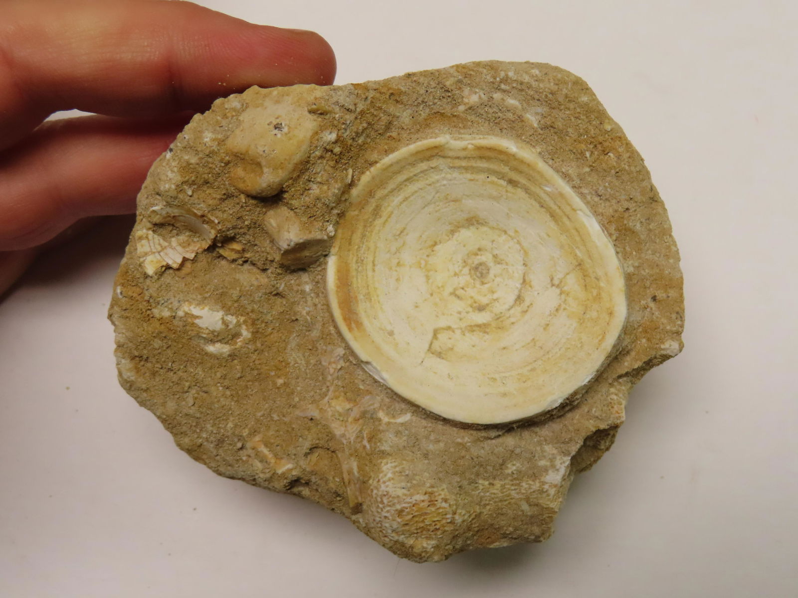 OTODUS OBLIQUUS SHARK VERTEBRAE FOSSIL BONE IN MATRIX, PALEOCENE TO MIOCENE AGE, 66 MILLION TO 5 MIL: OTODUS OBLIQUUS SHARK VERTEBRAE FOSSIL BONE IN MATRIX, PALEOCENE TO MIOCENE AGE, 66 MILLION TO 5 MILLION YEARS OLD