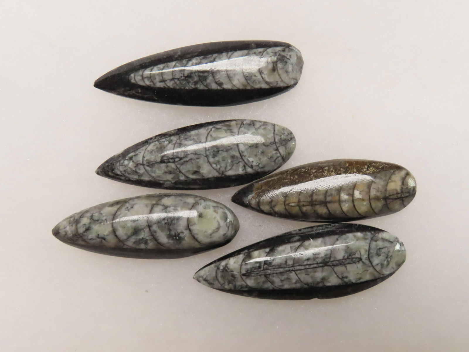 NICE GROUP OF ORTHOCERAS CEPHALOPOD FOSSILS, FROM THE TRIASIC PERIOD 500-200 MILLION YEARS AGO: NICE GROUP OF ORTHOCERAS CEPHALOPOD FOSSILS, FROM THE TRIASIC PERIOD 500-200 MILLION YEARS AGO