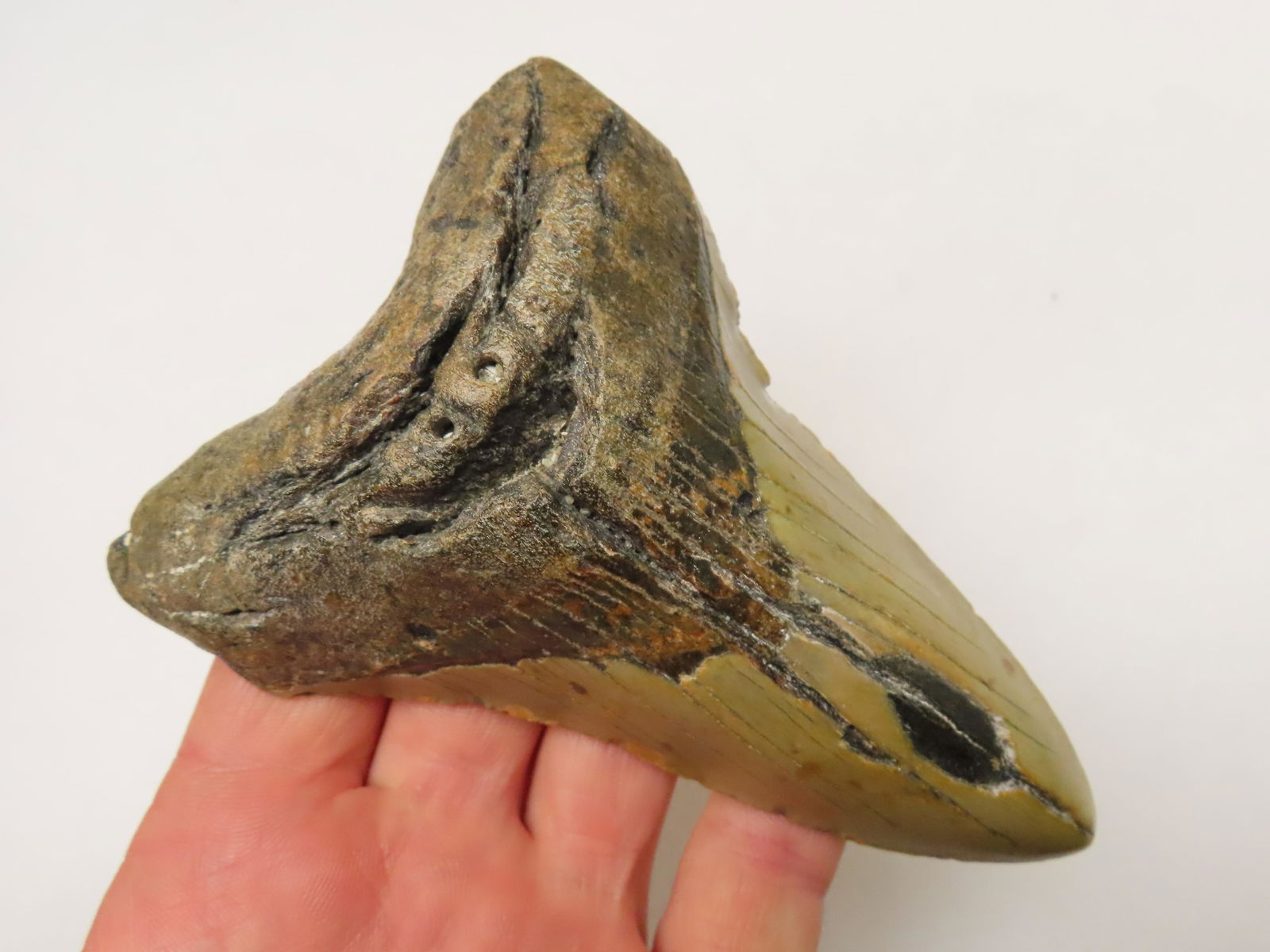 HUGE 5" MEGALODON SHARK TOOTH FOSSIL FOUND OFF THE COAST OF THE CAROLINAS, 23 MILLION TO 2 1/2 MILLI: HUGE 5" MEGALODON SHARK TOOTH FOSSIL FOUND OFF THE COAST OF THE CAROLINAS, 23 MILLION TO 2 1/2 MILLION YEAR OLD FOSSILS!
