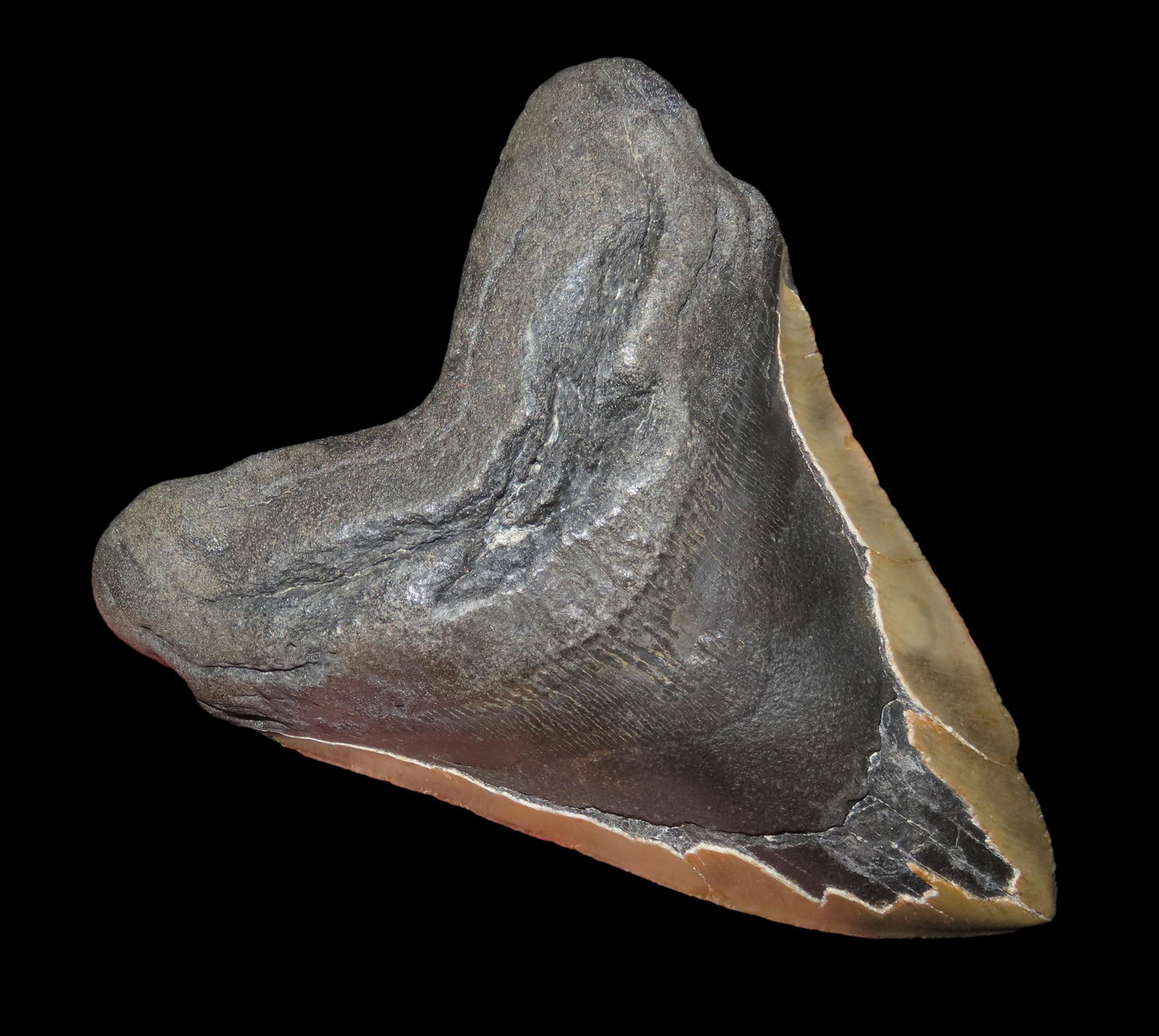 MASSIVE 5 1/2" MEGALODON SHARK TOOTH FOSSIL FOUND OFF THE COAST OF THE CAROLINAS, 23 MILLION TO 2 1/: MASSIVE 5 1/2" MEGALODON SHARK TOOTH FOSSIL FOUND OFF THE COAST OF THE CAROLINAS, 23 MILLION TO 2 1/2 MILLION YEAR OLD FOSSILS!