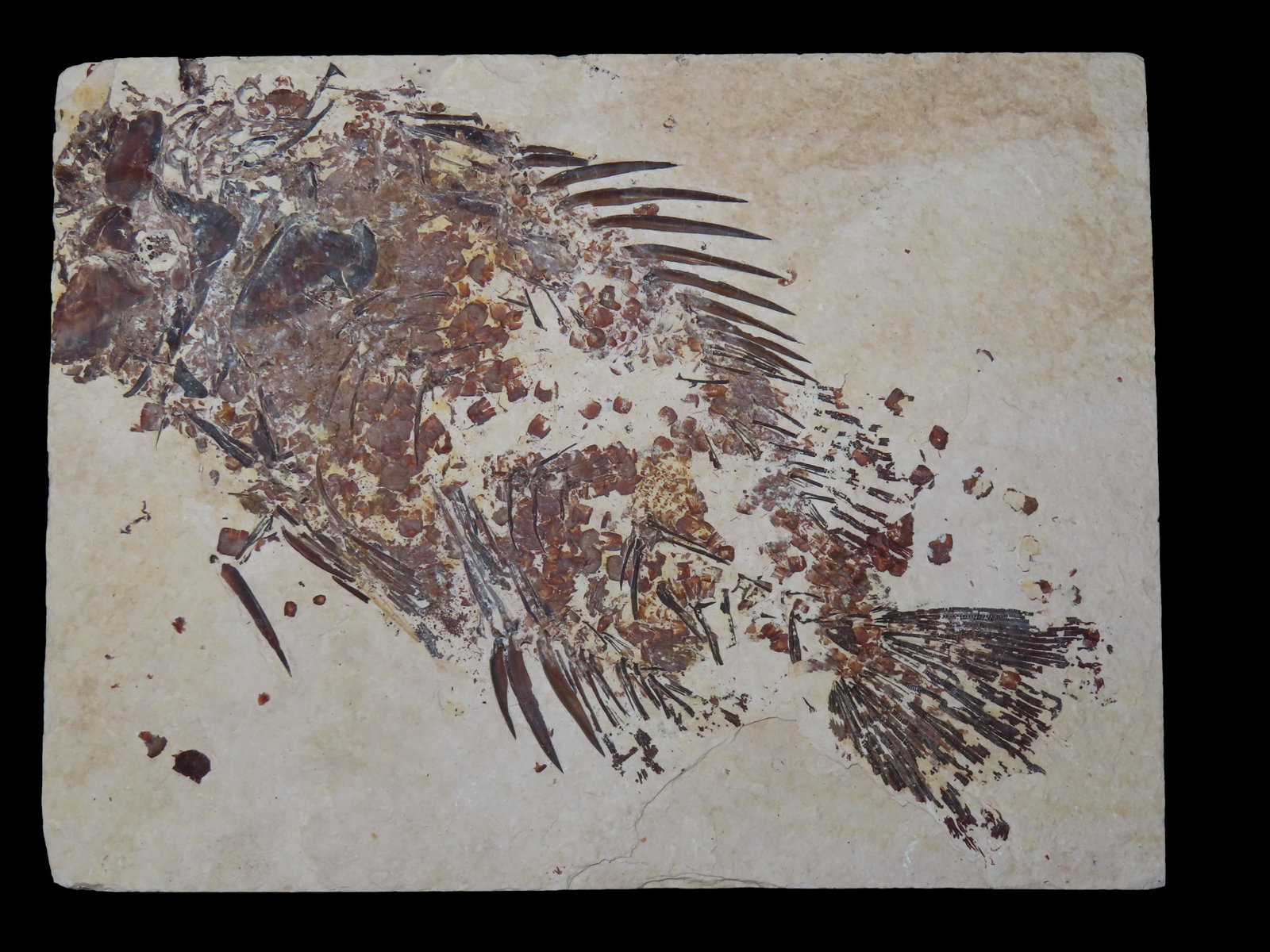 INCREDIBLE 8 1/4" X 6 3/16" LARGE FOSSIL FISH PRISCACARA FROM THE GREEN RIVER FORMATION IN WYOMING, (1 of 4)